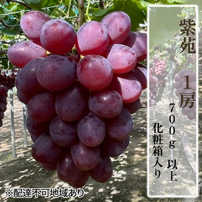 ぶどう 2026年 先行予約 紫苑1房（700g以上）化粧箱入り ブドウ 葡萄 岡山県産 国産 フルーツ 果物 ギフト 