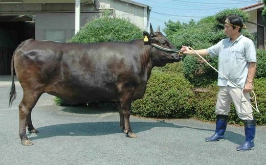 【3.5-6】松阪肉元祖 和田金 すき焼用 上肉折詰 400g ( 牛肉 ブランド牛 高級 和牛 国産牛 松阪牛 松坂牛 すき焼き 牛肉すき焼き 松阪牛すき焼き 松阪肉 松阪牛 三重県 松阪市 和田金 ) 