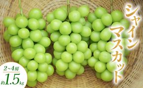 シャインマスカット 2～4房 約1.5kg ぶどう ブドウ 葡萄 マスカット 果物 フルーツ 長野県 長野 山ノ内町