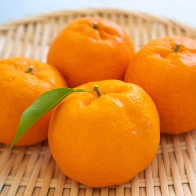 【先行予約】和歌山産 ポンカン 約5kg（サイズ混合・秀優品）