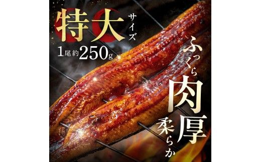 うなぎ蒲焼き3尾 計750g以上(250g以上×3尾)【魚住商店】_HA2102 うなぎ 鰻 蒲焼 真空パック 福岡県宗像市 宗像市 福岡 宗像