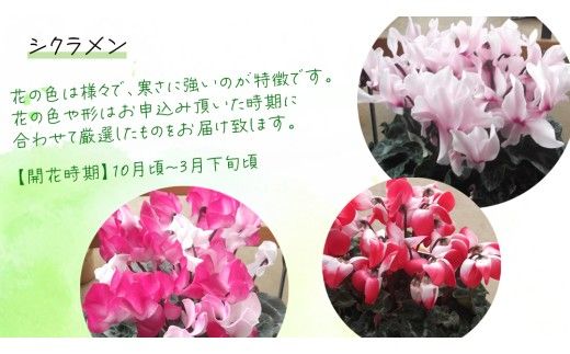 シクラメン【 おまかせ 1点 】 ガーデニング 花 はな フラワー 鉢 鉢植え 常温 ギフト プレゼント 贈り物 贈答 牛久市 確実園 [BG009us]