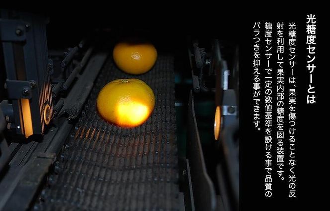 めっちゃ甘いんじゃみかん 糖度12度以上 2kg（内容量1.8kg）特選品 M・S・2Sサイズのいずれか 和歌山県産 S品 贈答用［2025年11月中旬より2026年1月中旬頃順次出荷予定］［みかんの会］ AX116