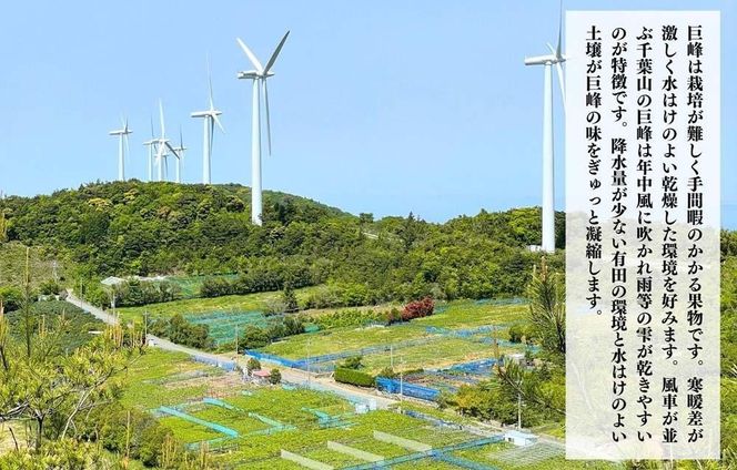ぶどう 巨峰 種あり 2kg 3～6房 和歌山県産 クール便対応 【みかんの会】AX289