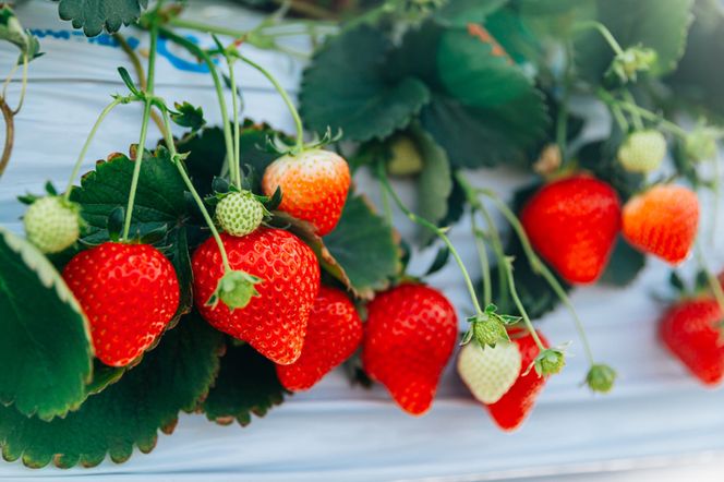 [先行予約]《あまりん》朝採れ プレミアムいちご 1パック｜埼玉 オリジナル 品種 糖度 高い 甘い 高級 イチゴ SugarBerry すぎと [0681]