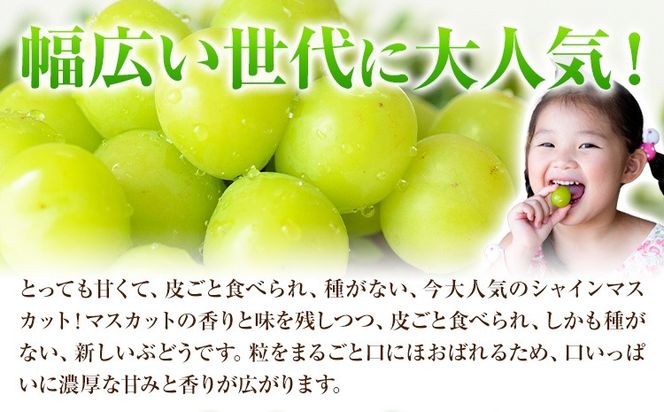 【2026年発送先行予約】ご家庭用 岡山県産 シャインマスカット 1.2kg 2房 3房 晴れの国おかやま館 《2026年9月上旬-10月上旬頃出荷》岡山県 矢掛町 葡萄 マスカット 果物 スイーツ フルーツ デザート【配送不可地域あり】（離島）---ofn_choksm_ad9_25_16000_12---