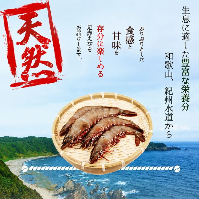 紀州和歌山産天然足赤えび540g（270g×2パック）化粧箱入 ※2026年12月上旬〜2027年2月上旬頃順次発送予定（お届け日指定不可）／海老 エビ えび クマエビ 足赤 天然 おかず【uot772A】
