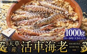 天草産活車海老 1000g 大（2L） 24～28尾 1kg 活き車海老 車海老 車エビ 活き海老 活きエビ えび 海老 エビ 新鮮 魚介 【発送期間2024年11月25日から2025年4月30日】