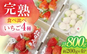 朝摘み 愛知県産 いちご 4品種食べ比べ 約200g×計4パック 苺 完熟 ギフト 愛西市/くぼ苺農園[AECJ007]