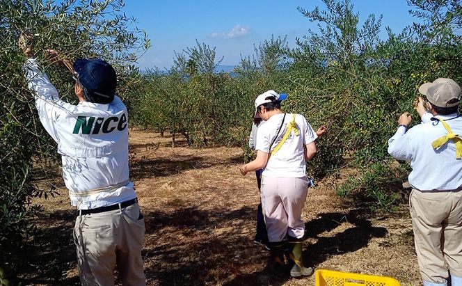 オリーブオイル 小豆島の恵み 100％小豆島産 手摘み エキストラバージンオリーブオイル 85g×2本セット