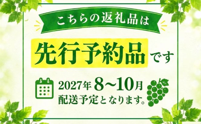 【2027年先行予約】　シャインマスカット500g以上（1房）　FB036
