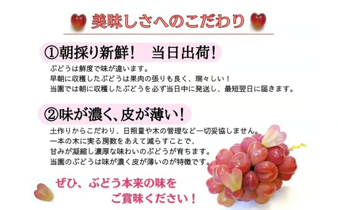 【産地直送】※2026年の予約です！※ 岡山シャインマスカット＆マイハート入り！新鮮ぶどう定期便 ２.４ｋｇ(４～６房)　２回に分けてお届け！ / ぶどう ブドウ 葡萄 シャインマスカット マイハート ピオーネ サニードルチェ 瀬戸ジャイアンツ 贈答 果物 フルーツ 新鮮 人気 数量限定 ぶどう専門 林ファミリー【hfbd-tkb005-02】