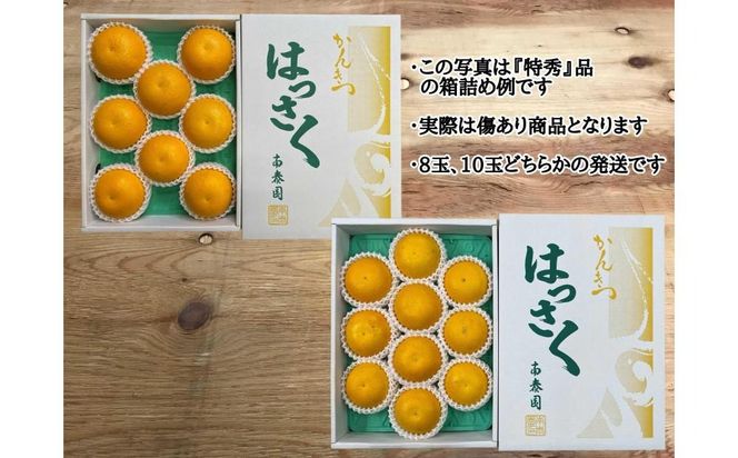 ちょっと 傷あり 4月 まで 木成 完熟 させた 有田 はっさく 8玉 または 10玉 化粧箱 南泰園 みかん 	BS762