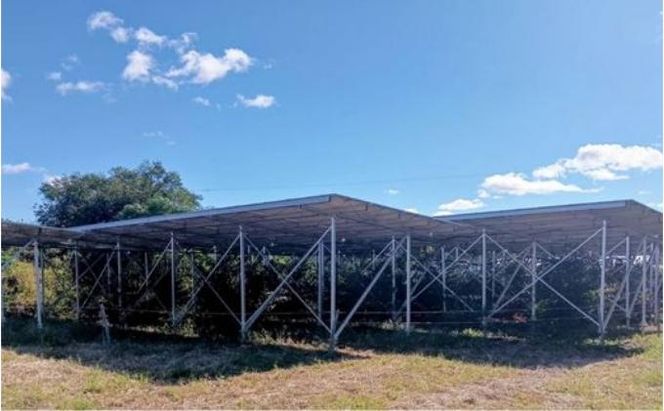 袋井市　出世榊　本榊　純国産　1対（2束）※1日交換に間に合うように配送　榊 さかき サカキ 神棚 お供え 国内産 日持ち 大きい 艶やか 静岡県