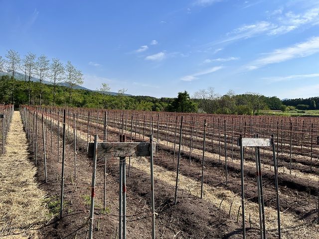 アスパラガス 先行予約 夏アスパラガス 約1.5kg+100g M～2L 混合 川田農園 アスパラ グリーンアスパラ 野菜 夏野菜 旬 旬の野菜 産地直送 2026年 2026 予約 青森 冷蔵 冷蔵配送 7月～9月発送