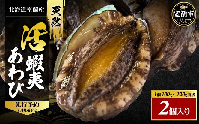 北海道室蘭産 天然蝦夷活あわび 2個入（1個100g～120g前後）（2026年1月中旬頃お届け） MROH009