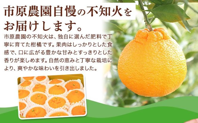 市原さんちの不知火(しらぬい)　1箱(15玉～24玉入り)　市原農園《3月中旬頃出荷予定》【配送不可地域あり】※離島 徳島県 佐那河内村 みかん 柑橘 フルーツ 果物 お取り寄せ プレゼント 送料無料---sanagouchi_ine_1_1hk---