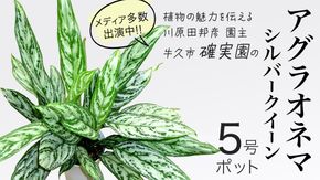 アグラオネマ シルバークイーン 5号ポット 1点 家庭 で 園芸 鉢植え 苗 庭木 果樹 ガーデニング 植物 確実園 観葉植物 インテリア 植木鉢 [BG016us]