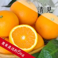 【1190.】清見（きよみ）（約5kg）（A1190-1）
