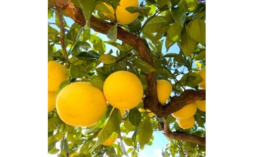 楠瀬さんの土佐文旦 家庭用大玉 約3kg 約3キロ 4L～2L ぶんたん ブンタン フルーツ 柑橘 みかん 果物 くだもの 柑橘類 デザート おやつ さっぱり おいしい 甘い お取り寄せ 国産