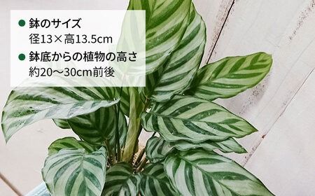 カラテア ・ フレディ 糸島市 / cocoha [AWB017] 観葉植物 緑 グリーン 暮らし インテリア 植物 鉢 おしゃれ 室内