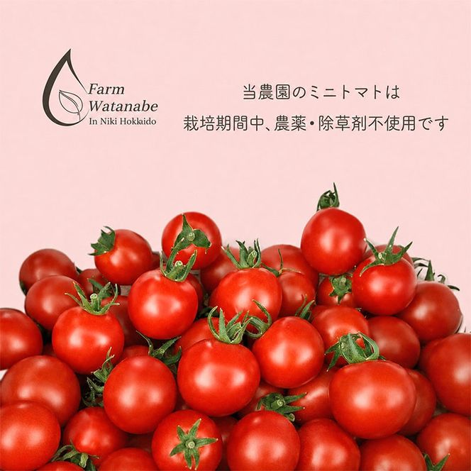 2026年発送 ミニトマト ジュース (北海道 仁木町産 ミニトマト[エコスイート]100％) 180ml×10本 無塩・無糖・保存料無添加【栽培期間中 農薬・化学肥料不使用 】 野菜飲料 [Farm Watanabe]