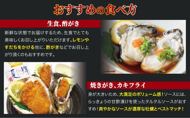 鳥取県産 岩がき「夏輝」【中村商店】 312011_AC016