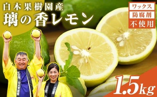 【先行予約】レモン 約1.5kg 4～7個〈2026年10月下旬～12月上旬頃発送〉  / 璃の香レモン 果物 くだもの 柑橘 フルーツ れもん お取り寄せ 産地直送 おいしい 美味しい 白木果樹園 常温 配送 高知県 高知 土佐市【白木果樹園】 [BQAI024]