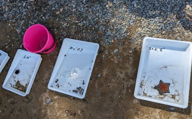 海洋体験施設うみんぐ大島 磯観察1名様分【(㈱)むなかた大島】_HA2026 体験 チケット 福岡県宗像市 宗像市 福岡 宗像