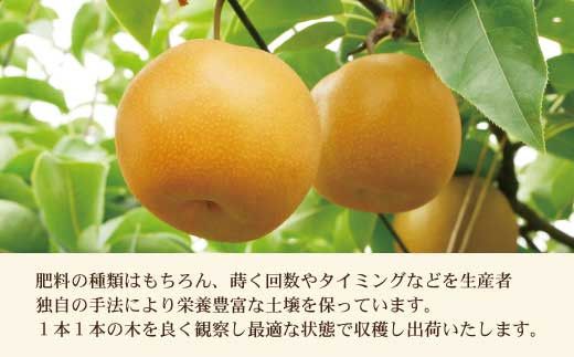 【先行予約】高知県土佐市産 梨（豊水）大玉 約4kg 7～8玉 〈2026年8月下旬頃～9月中旬頃発送〉 ほうすい なし ナシ 4キロ 国産 フルーツ 果物 くだもの デザート スイーツ 旬 甘い 果汁たっぷり【株式会社とさもん】[BQAE017]