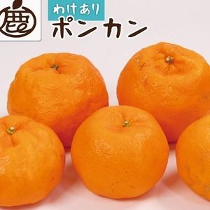 ＜1月より発送＞家庭用 ポンカン10kg+250g（傷み補償分）