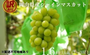 訳あり シャインマスカット 2～3房 合計1.6kg以上 産地直送 朝採れ ぶどう 葡萄 シャイン マスカット 岡山 Kawahara Green Farm 岡山県産 2026年 