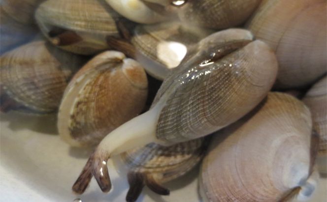 北海道厚岸産　特大あさり（砂出し済み）ムキ牡蠣（生食用）セット 魚貝類 生牡蠣 かき アサリ 浅利 食べ比べ
