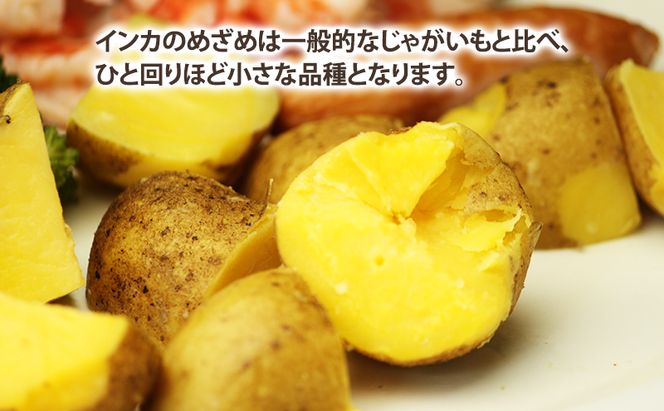 【2026年秋冬発送】濃厚な甘さ！黄金のじゃがいも インカの目覚め 約5kg 野菜 芋 インカ