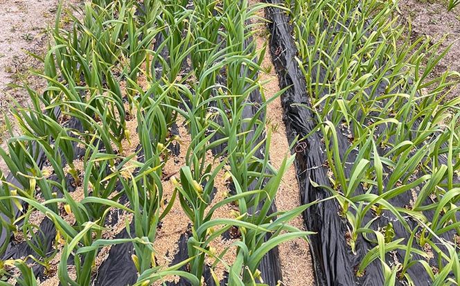 和歌山県産生にんにく約1kg　ご家庭用 ※2026年5月上旬～5月中旬頃に順次発送予定