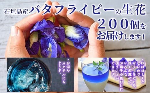 希少！採れたて新鮮！八重咲バタフライピーの生花（食用花、生ハーブ）特別栽培、栽培期間中農薬不使用 ３月～順次発送【 沖縄県 石垣市 沖縄 石垣 石垣島 花 生花 ハーブ 離島のいいもの 沖縄いいもの石垣島 】OI-8