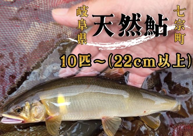 ※岐阜県産天然鮎七宗町産(22cm以上) ※2026年7月より順次発送予定