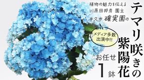 ≪先行予約≫ アジサイ テマリ咲き【 おまかせ 1点 】【2026年4月上旬頃より発送開始】植物 花 インテリア フラワー 紫陽花 お花 園芸 初夏 贈り物 ギフト ガーデニング [BG004us]