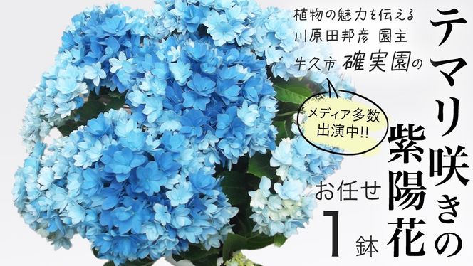 y錧vszs\ AWTC e}炫y ܂ 1_ zy2026N4{蔭JnzA  CeA t[ z  |  蕨 Mtg K[fjO [BG004us]