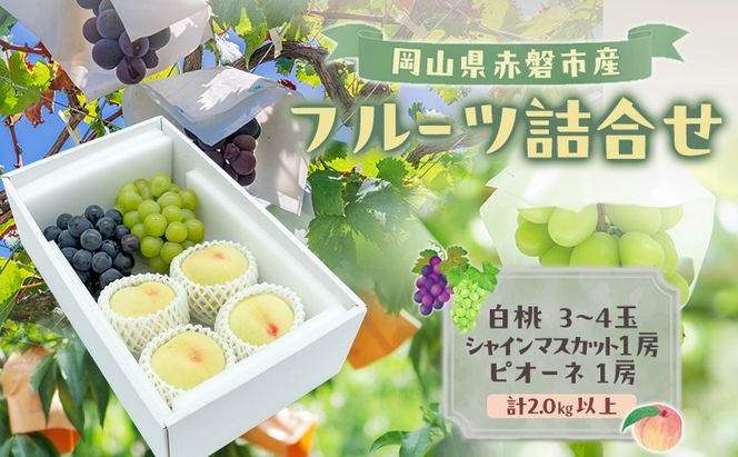桃 ぶどう 2026年 数量限定 岡山県赤磐市産 フルーツ詰合せ 白桃 3-4玉 シャインマスカット ピオーネ 各1房 計2.0kg以上