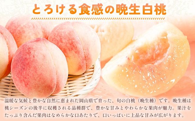 【2027年発送先行予約】ご家庭用 岡山の白桃（ 晩生種 ）約 1.5kg 5～6玉 《2027年8月上旬-8月下旬頃出荷》 晴れの国おかやま館 (つむぐ株式会社) フルーツ 果物 果実 桃 白桃 岡山県 笠岡市【配送不可地域：離島】---H-102---