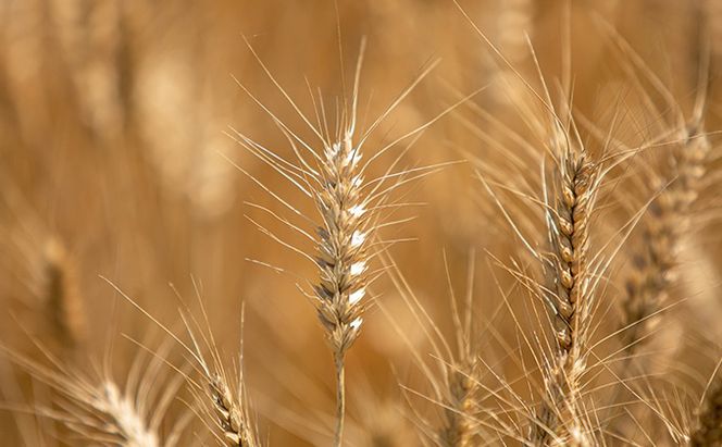 石臼挽き おうちで簡単手打ち うどん セット 一文字 乾麺 （黒うどん）4袋 約8人前（1袋200g、約2人前）とふくほのか 小麦粉 1kg 備前福岡 一文字うどん 麺類 体験 子供 長期休み 自由研究 楽しい 学び 食育 レシピ付き お家時間 