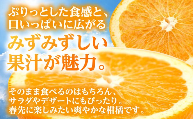 【先行予約】 【訳あり】 紅八朔 約8kg 八朔 はっさく ハッサク 柑橘 果物 くだもの フルーツ 熊本県 八代市 【2027年1月下旬より順次発送】