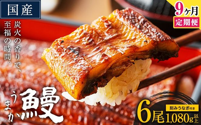 【9ヶ月定期】うなぎ 国産 鰻 特上サイズ 6尾 合計1080g (刻みうなぎ30g×3袋含む) うまか鰻 《申込み翌月から発送》 九州産 たれ さんしょう 付き ウナギ 鰻 unagi 蒲焼 うなぎの蒲焼 惣菜 ひつまぶし きざみうなぎ 特大サイズ 訳あり 定期便 蒲焼き ふるさとのうぜい---mf_fsktei_24_297500_mo9num1_6p---