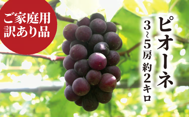 【2026年先行予約】訳あり ピオーネ /約2.0kg~ (岡山県産) / ぶどう ブドウ 葡萄 ピオーネ 先行予約 フルーツ 果物 真庭市 フルーツ王国 きよとう果樹園 訳アリ【KF-B068-03】