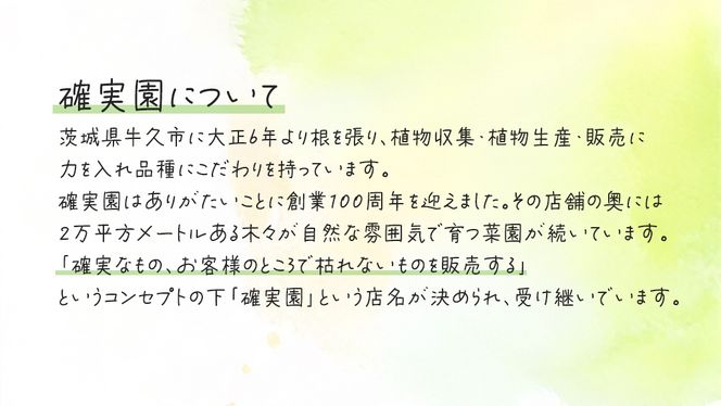 メディア出演多数のプロが厳選！季節の草花 【 秋 】 詰め合わせセット（約20ポット） 花 花苗 ガーデニング 寄せ植え 花壇 プランター 確実園 確実園園芸場 川原田邦彦 パンジー ビオラ 白妙菊 シロタエギク キンギョソウ ヒメキンギョソウ アソート おまかせ