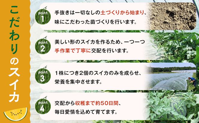 【先行予約】鳥取県北栄町産 金色羅皇スイカ(2玉セット)１玉あたり7-9キロ前後（こちらの返礼品は、大栄西瓜ではありません） 313726_CK010