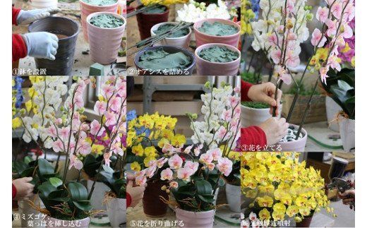 綺麗で丈夫な三河陶器で贈る 光触媒胡蝶蘭大輪３本立（白色の陶器×白桃色の花） H100-101