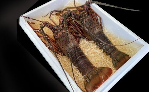 【漁師直送】活伊勢海老600ｇ〈 お刺身 ・ お鍋 などに おすすめ 〉