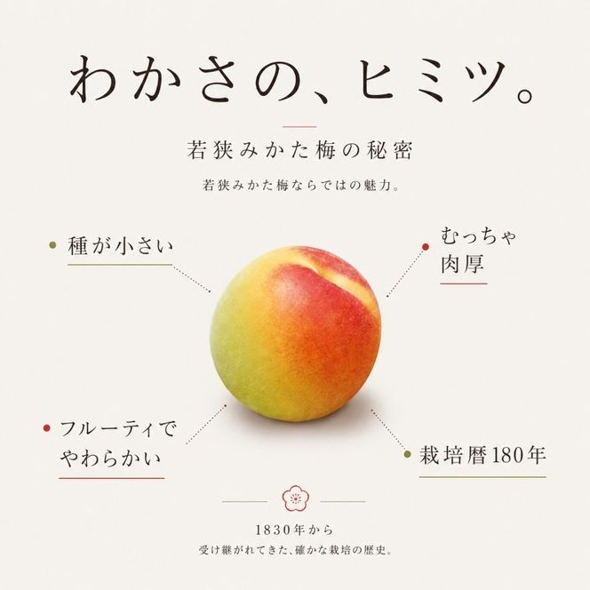 【訳あり】大入り梅干し130g×3袋 合計 390g 【保存容器付き】 発酵食品 昔ながらの梅干し すっぱい しそ漬け 塩分18％ Lサイズ 紅映梅を使用 福井県の特産 訳ありはパッケージ変更のため
